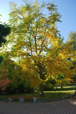 Gymnocladus dioica - nahovětvec dioica - podzimní habitus